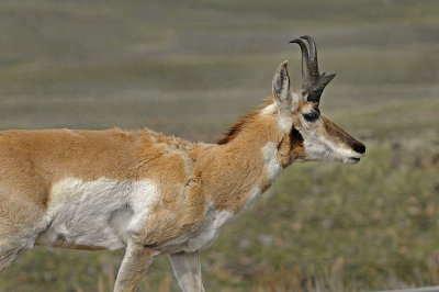 Pronghorn (Antelope)