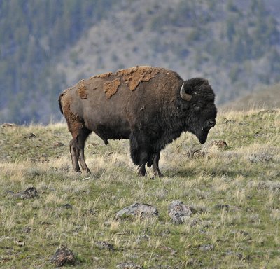 American Bison (Buffalo)