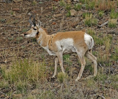 Pronghorn (Antelope)