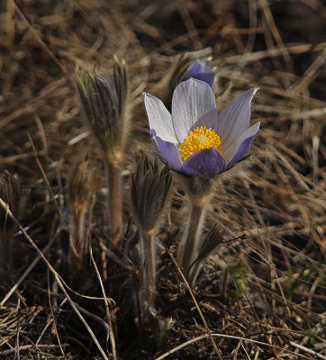 Pasqueflower (Prairie Cactus)