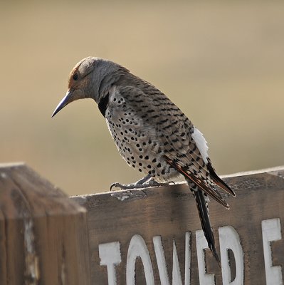 Northern Flicker Red-shafted (Western)