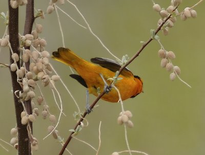 Bullock's Oriole