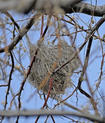 Bullock's Oriole Nest