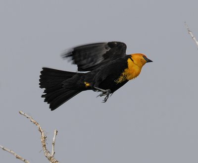 Yellow-headed Blackbird