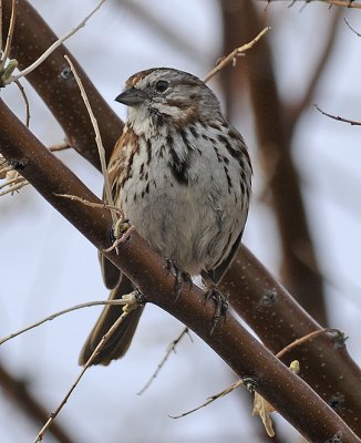 Song Sparrow