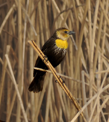 Yellow-headed Blackbird