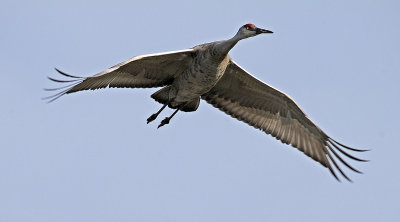Greater Sandhill Crane