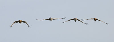Greater Sandhill Cranes