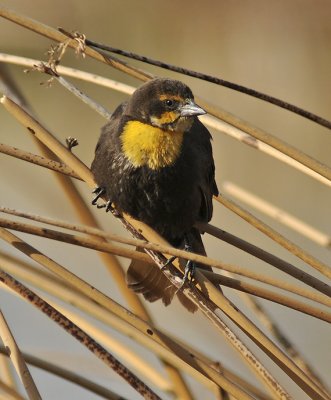 Yellow-headed Blackbird female 3 1.9.jpg