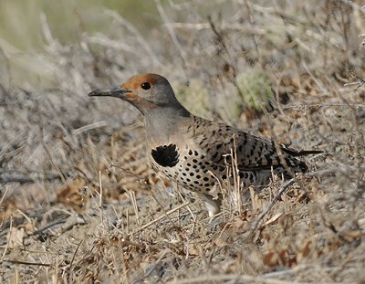 Northern Flicker (Red-shafted) Western