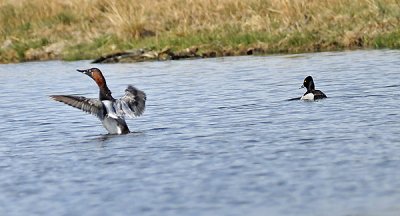 Canvasback and Lesser Scaup Ducks