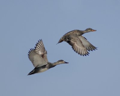 Gadwall