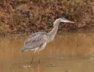 Juvenile (1st Year)