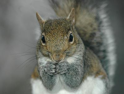 Gray Squirrel