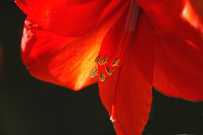 Amaryllis