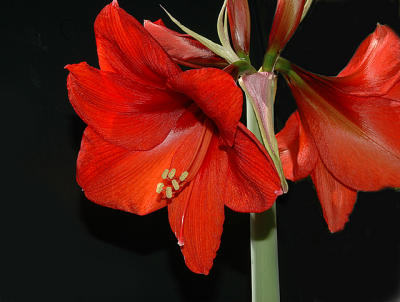 Amaryllis