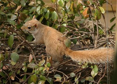 Gray Squirrel (Brown Phase)