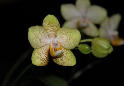 g3/52/363052/3/57115587.orchid2.jpg