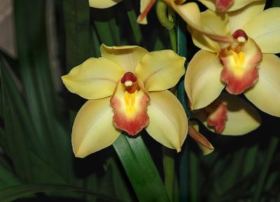 g3/52/363052/3/57115589.orchid6.jpg