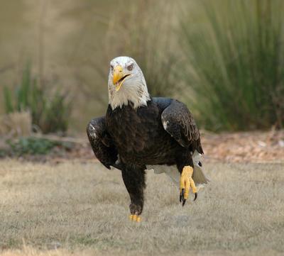 Adult