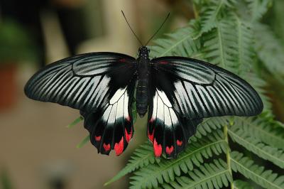 Swallowtails From Around the World