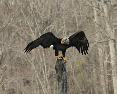 Adult