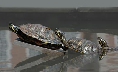 Southern Painted Turtles