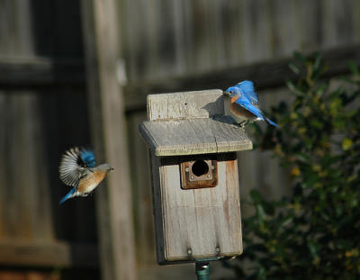 In Flight