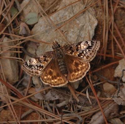 Juvenal's Duskywing