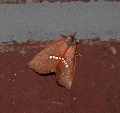 Large Necklace Moth (8527)