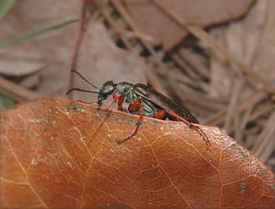  Blister Beetle