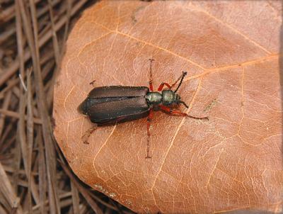  Blister Beetle