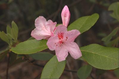 Azalea, Pink Pearl