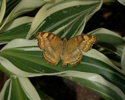 Chocolate Pansy