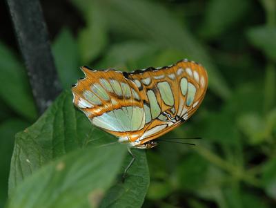 Malachite