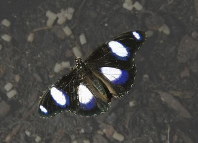 Great Eggfly