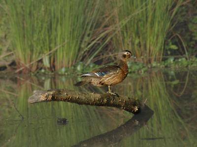 Wood Duck