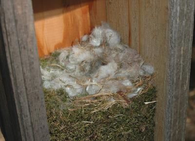 Carolina Chickadee Nest