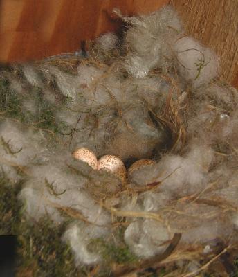 Carolina Chickadee Nest with Eggs