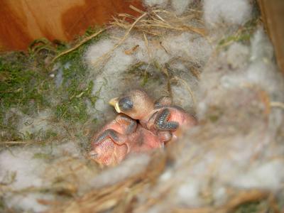 Carolina Chickadee Nestlings