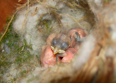 Carolina Chickadee Nestlings