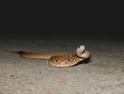g3/52/363052/3/59073340.snake2.jpg