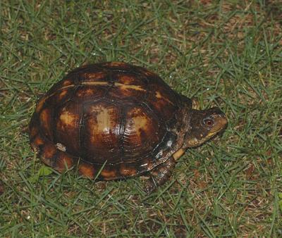 Eastern Box Turtle