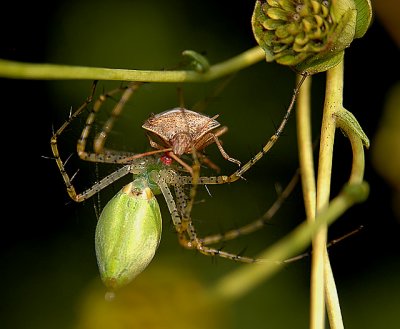Green Lynx Spider with Rice Stinkbug Prey