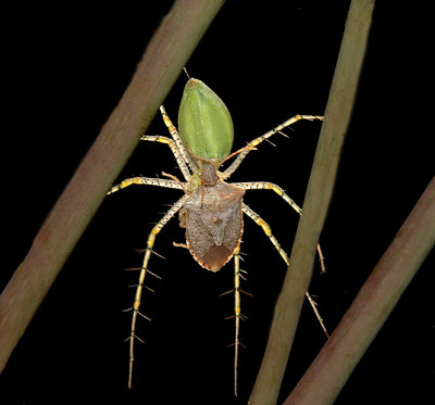 Green Lynx Spider with Rice Stinkbug Prey