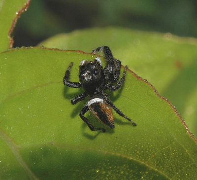 Brilliant Jumping Spider