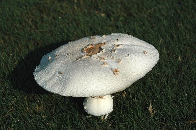 Unidentified Mushroom