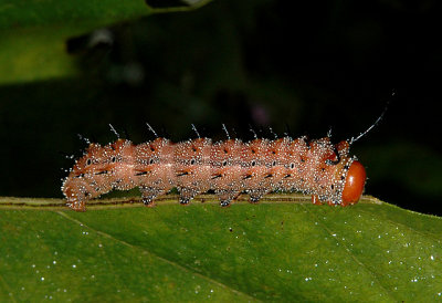 Spiny Oakworm Moth Caterpillar (7716)