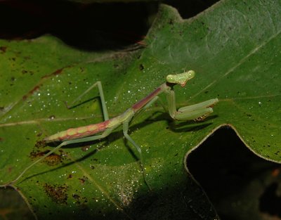 Chinese Mantid, Juvenile