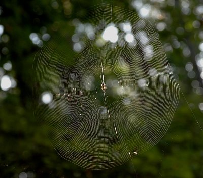 Web of Orb Weaver Spider